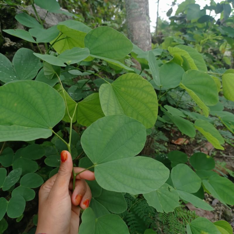 Jual Daun Tayuman Daun Kupu Kupu Bauhinia Purpurea 50 Lembar Rp 4500