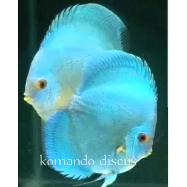 Jual Ikan Discus Blue Diamond Inch Shopee Indonesia