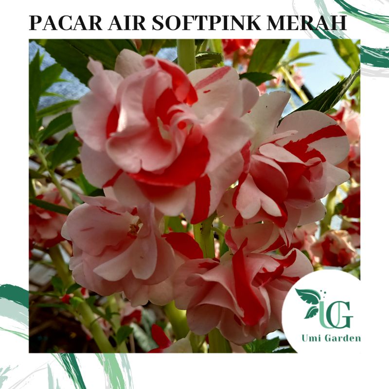 Jual 75 Biji Benih Bunga Pacar Air Softpink Merah Tumpuk Impatiens Rose