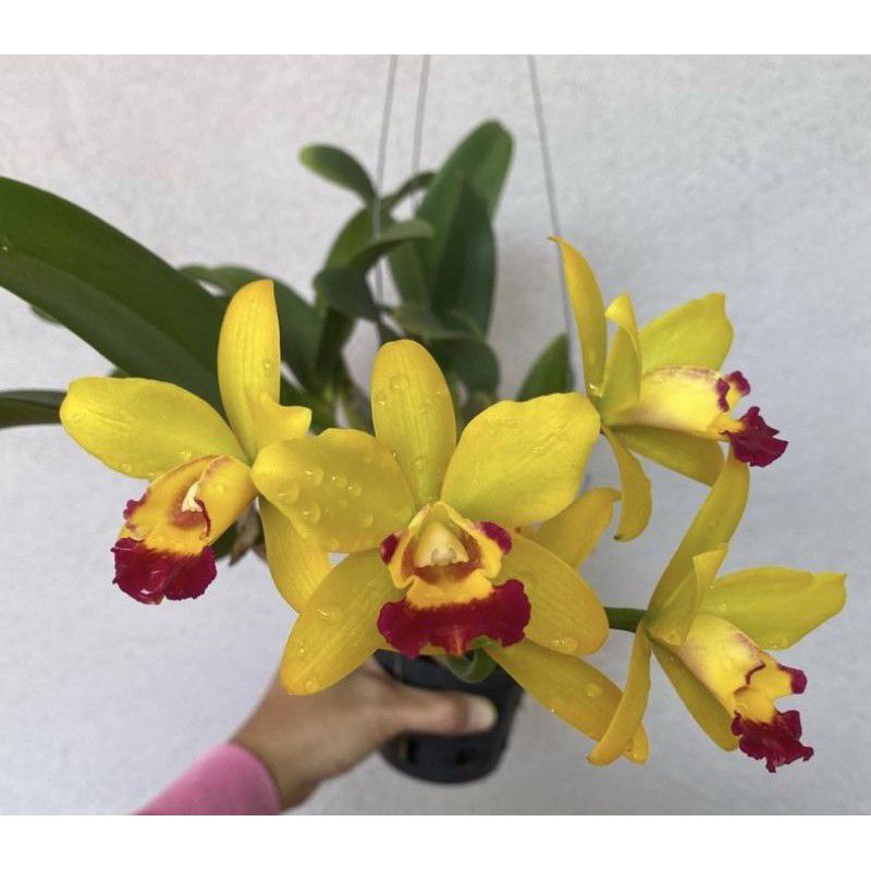 Jual Anggrek Dendrobium Jairak Dool Yellow Sudah Knop Spike Dendrobium