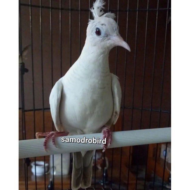 Jual Burung Perkutut Putih Songgo Ratu Asli Shopee Indonesia