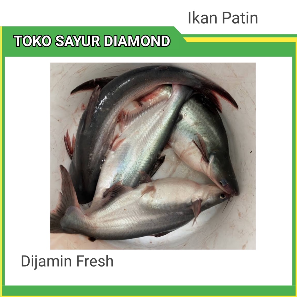 Jual Ikan Patin Fresh Diamond Palembang Shopee Indonesia