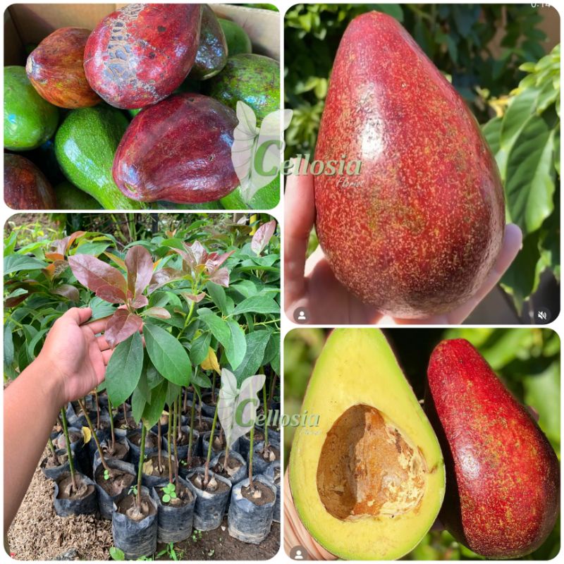 Jual Bibit Tanaman Buah Alpukat Red Vietnam Alpukat Merah Okulasi Dan