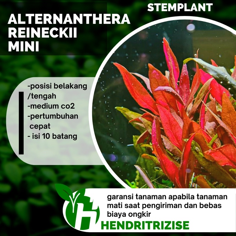 Jual Alternanthera Reineckii Mini Tanaman Aquascape Shopee Indonesia