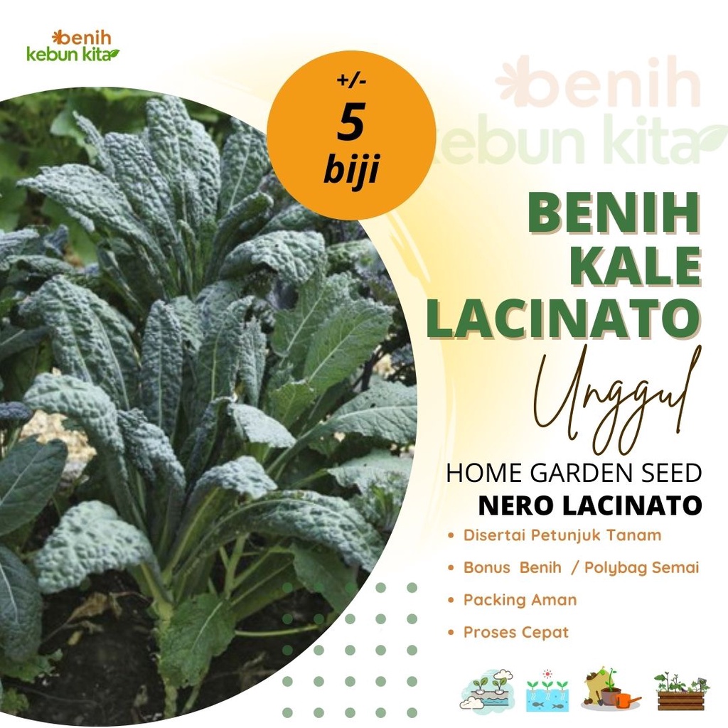 Jual Benih Bibit Biji Seed Sayur Kale Lacinato Shopee Indonesia