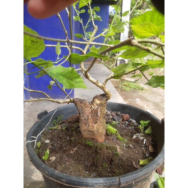 Jual Bahan Bonsai Murbai Prospek Shopee Indonesia