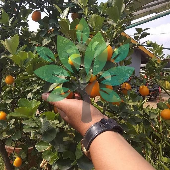 Jual Joss Bibit Tanaman Buah Jeruk Nagami Kumquat Bibit Jeruk Mini