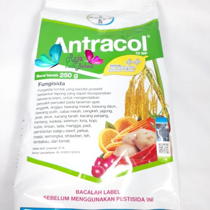 Jual Fungisida Antracol Wp Gram Gr Obat Tanaman Jamur Untuk