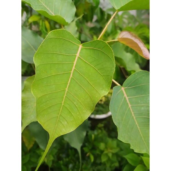 Jual Pohon Bodhi Ficus Religiosa Shopee Indonesia