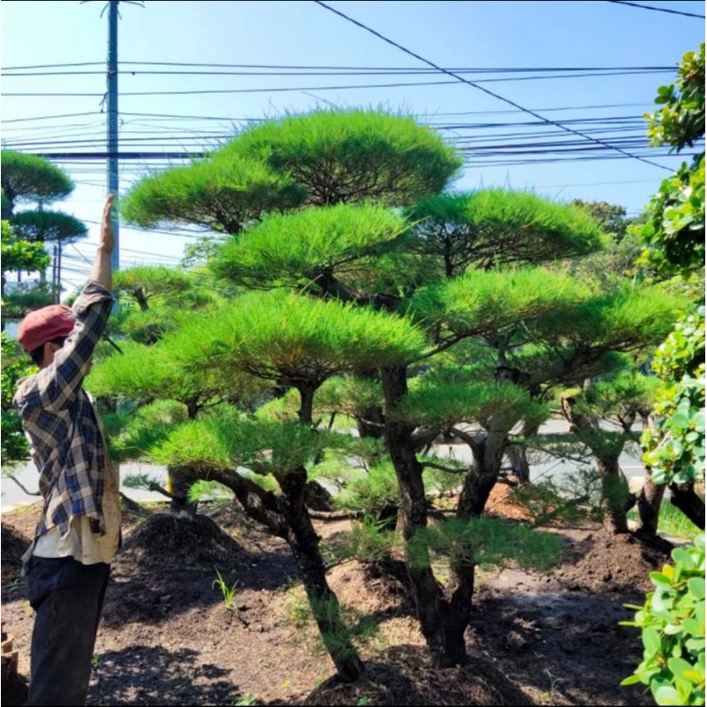 Jual Pohon Bonsai Cemara Udang Tinggi 2 Meter Shopee Indonesia