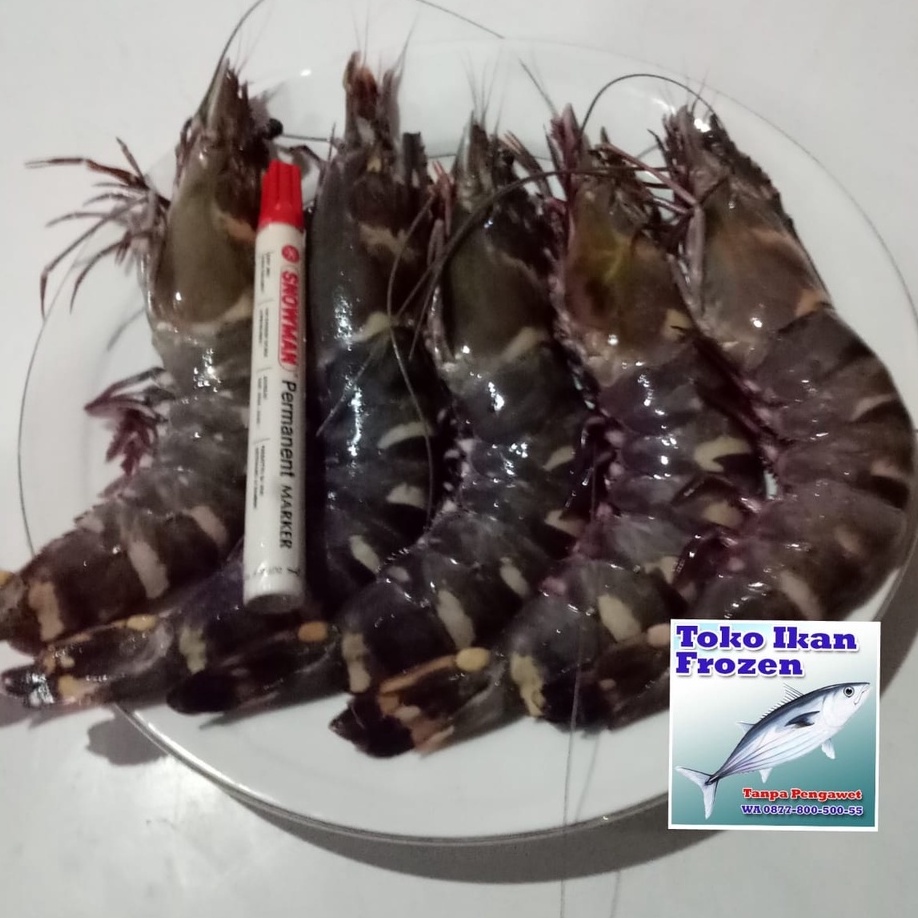 Jual UDANG TIGER WINDU PANCET Frozen Fresh 500 Gr Shopee