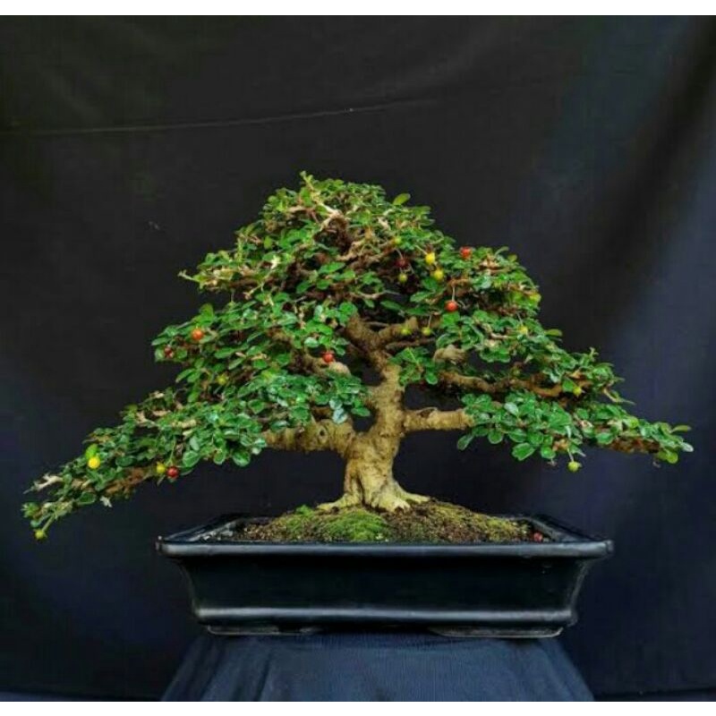 Jual Tanaman Bonsai Hokiantea Micro Berbuah Siap Pajang Sesuai Foto