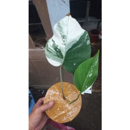 Jual Monstera Holland Daun Pancing Tumbuh 1 Daun Shopee Indonesia