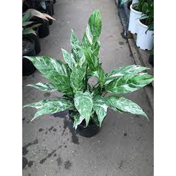 Jual Tanaman Hias Peace Lily Variegata Shopee Indonesia