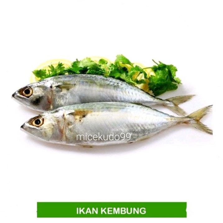 Jual Ikan Kembung Segar Fresh Shopee Indonesia