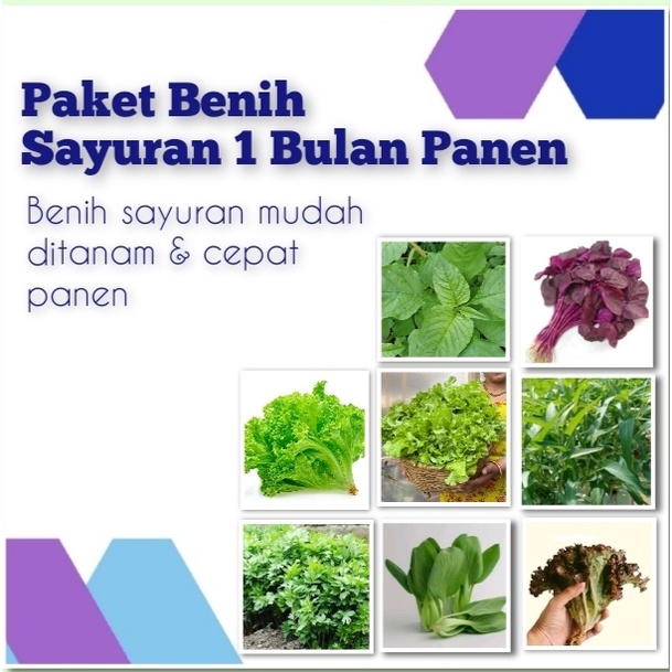 Jual PAKET BENIH SAYURAN RUMAHAN PAKET PEMULA SAYUR TERMURAH