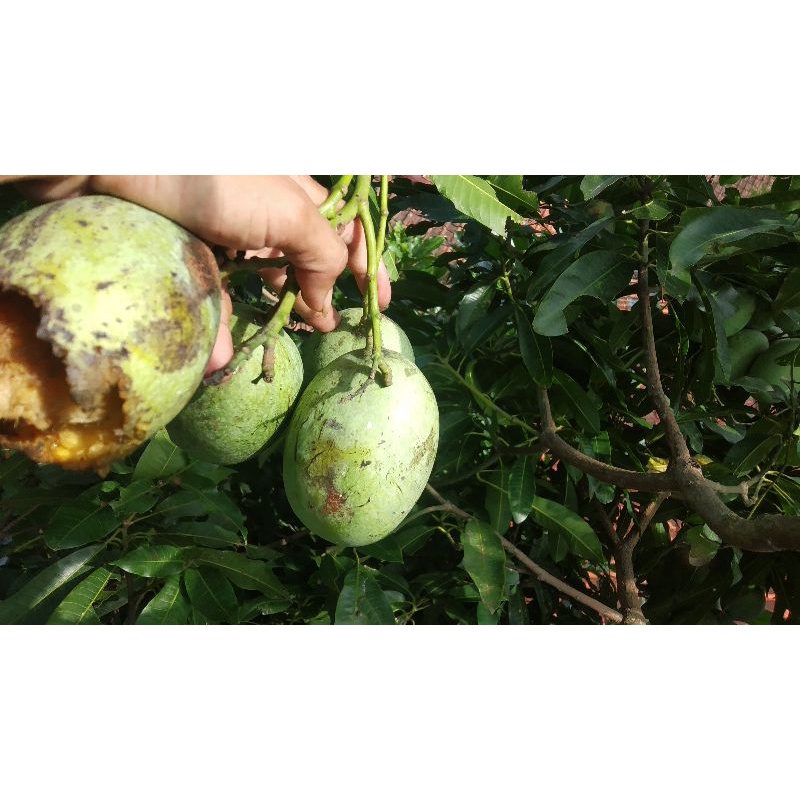 Jual Mangga Simanalagi Madu Tua Muda Readyyy Kg Shopee Indonesia