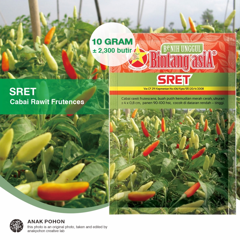 Jual Pack Benih Cabe Sret Cabai Rawit Putih Lebat Seeds Bintang