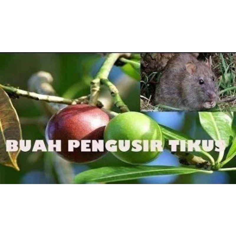 Jual Buah Simpalak Pengusir Tikus Buah Bintaro Bukan Racun Shopee