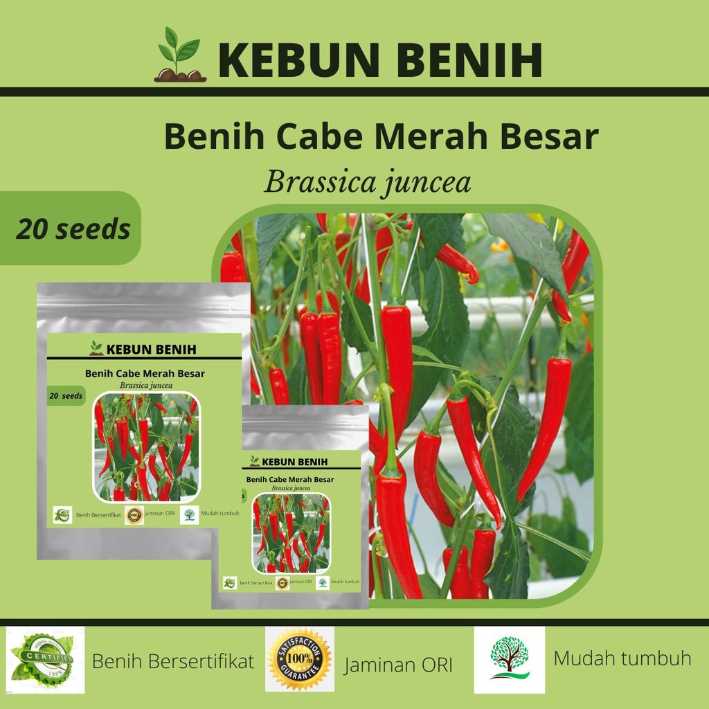 Jual 20 Benih Tanaman Cabai Merah Besar KARINA F1 Cabe Merah Besar