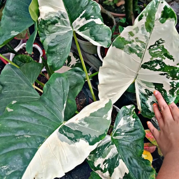 Jual Tanaman Hias Sente Variegata Colocasia Shopee Indonesia