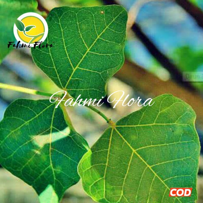 Jual Daun Dadap Serep Segar Lembar Shopee Indonesia