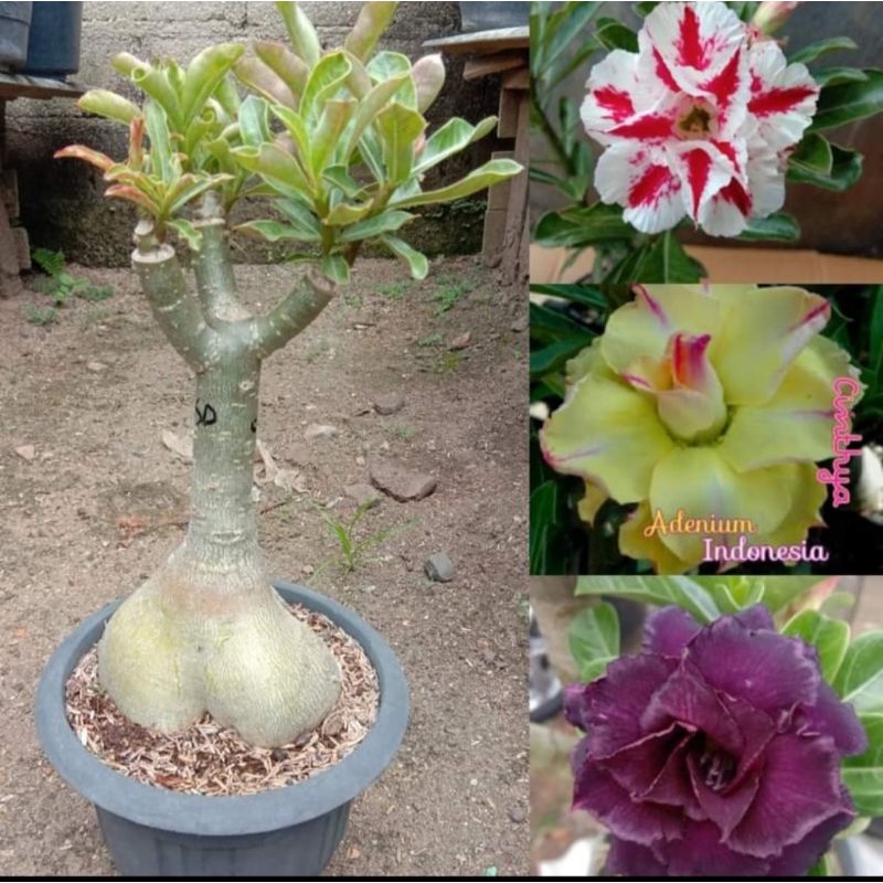 Jual Adenium Grafting Size C Bunga Tumpuk Pohon Macam Warna