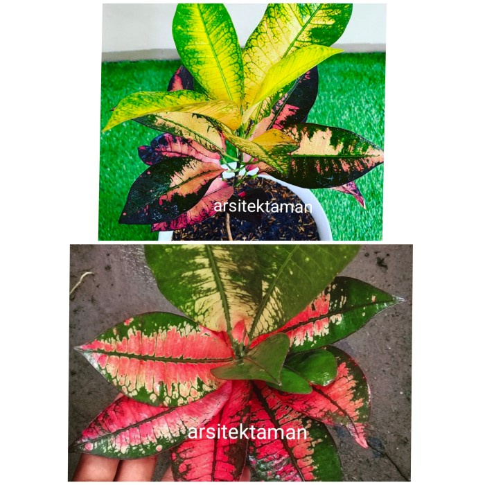 Jual Tanaman Hias Puring Anggur Merah Dan Kuning Puring Anggur Croton