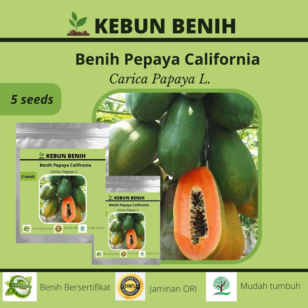 Jual Benih Tanaman Pepaya California Kualitas Unggul Shopee Indonesia