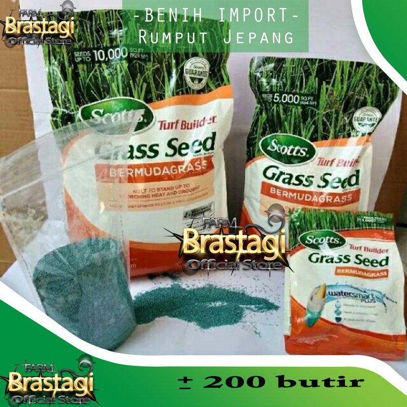 Jual 200 Benih Bibit Rumput Jepang Bermuda Grass Seed Standar Golf