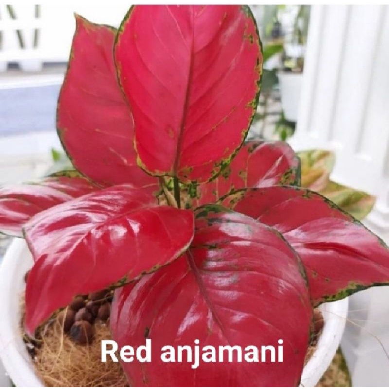 Jual Aglonema Red Anjamani Shopee Indonesia