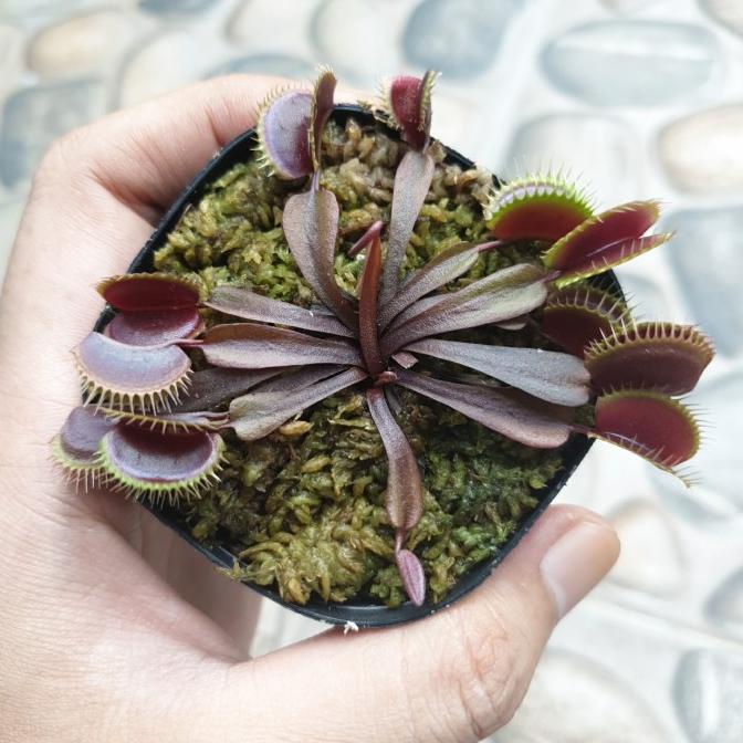 Jual Venus Flytrap Besar Indukan Tanaman Pemakan Serangga Shopee