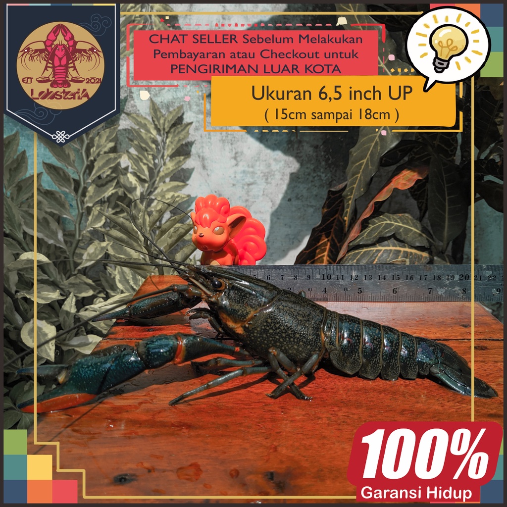 Jual Indukan Lobster Air Tawar Size 6 7 Inch Untuk Belajar Budidaya