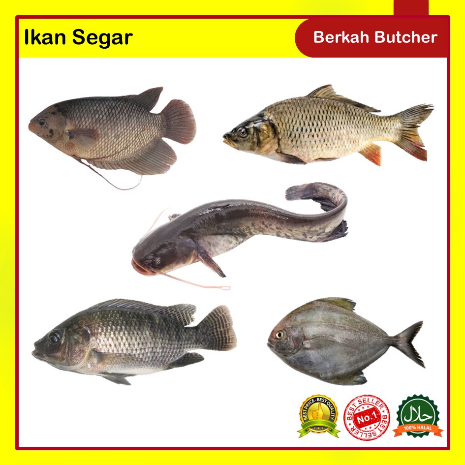 Jual Ikan Segar Lele Gurame Nila Bawal Mas Hidup Segar Berkah Butcher