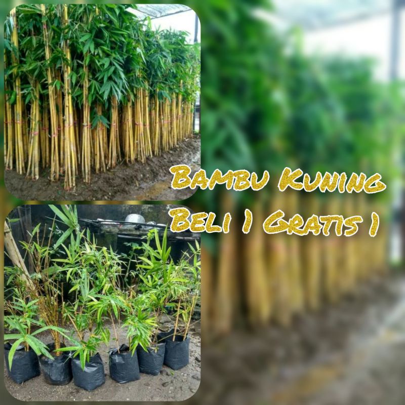 Jual BIBIT BAMBU KUNING TINGGI 1 METER Shopee Indonesia