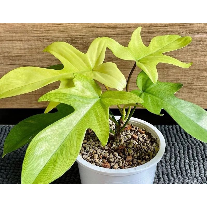 Jual Tanaman Hias Philodendron Florida Ghost Shopee Indonesia