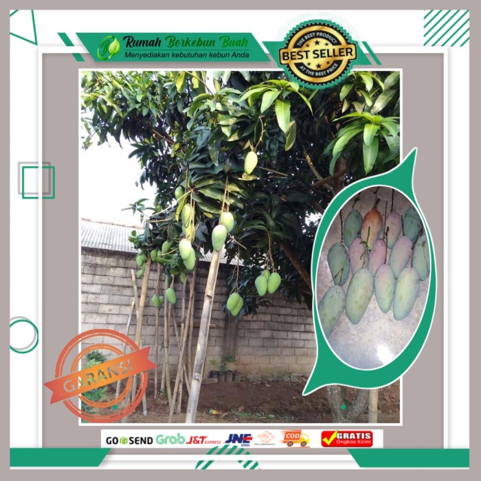 Jual Bibit Mangga Kiojay Super Jumbo Tanaman Buah Besar Okulasi Ee