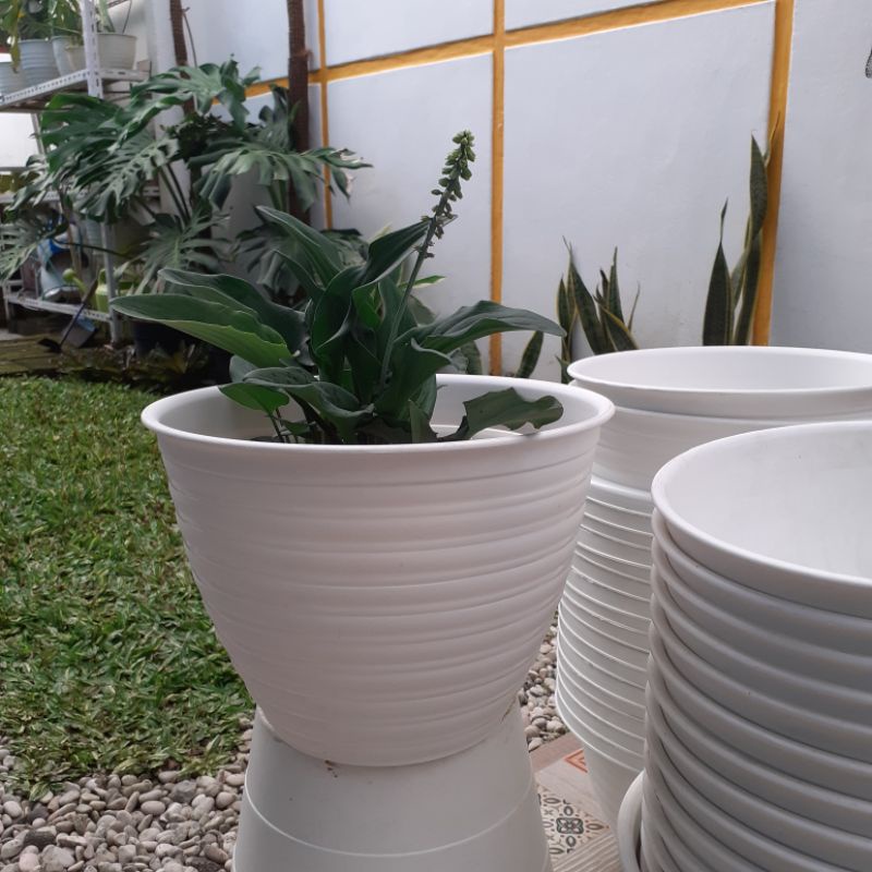 Jual Pot Tawon Ori Per Lusin Shopee Indonesia