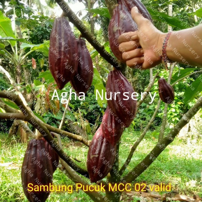 Jual Bibit Tanaman Buah Kakao Bibit Pohon Coklat Klon Mcc 02 Asli