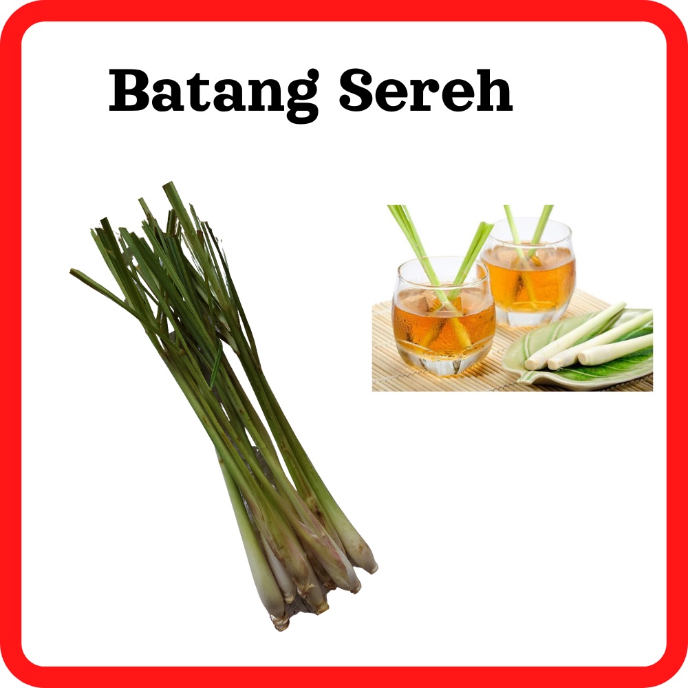 Jual Batang Sereh Serai Daun Sereh Segar Fresh Organik Bumbu Dapur