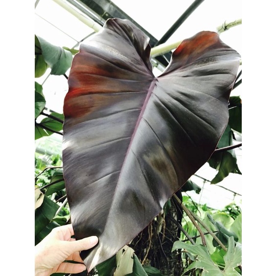 Jual Tanaman Hias Philodendron Black Majesty Philodendron Dark Lord