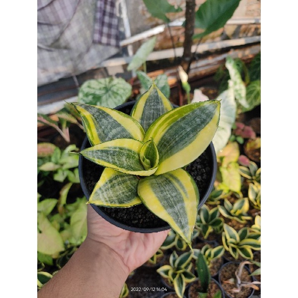 Jual Sansevieria Trifasciata Golden Hahnii Shopee Indonesia