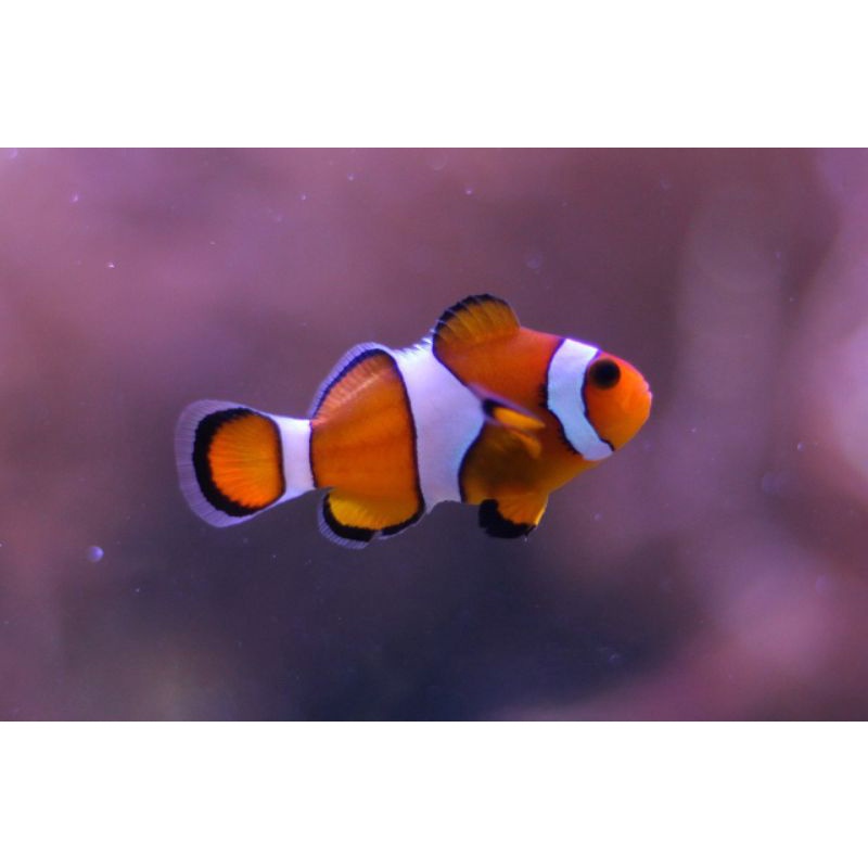 Jual Clownfish Ikan Badut IKAN HIAS AKUARIUM AIR LAUT Shopee Indonesia