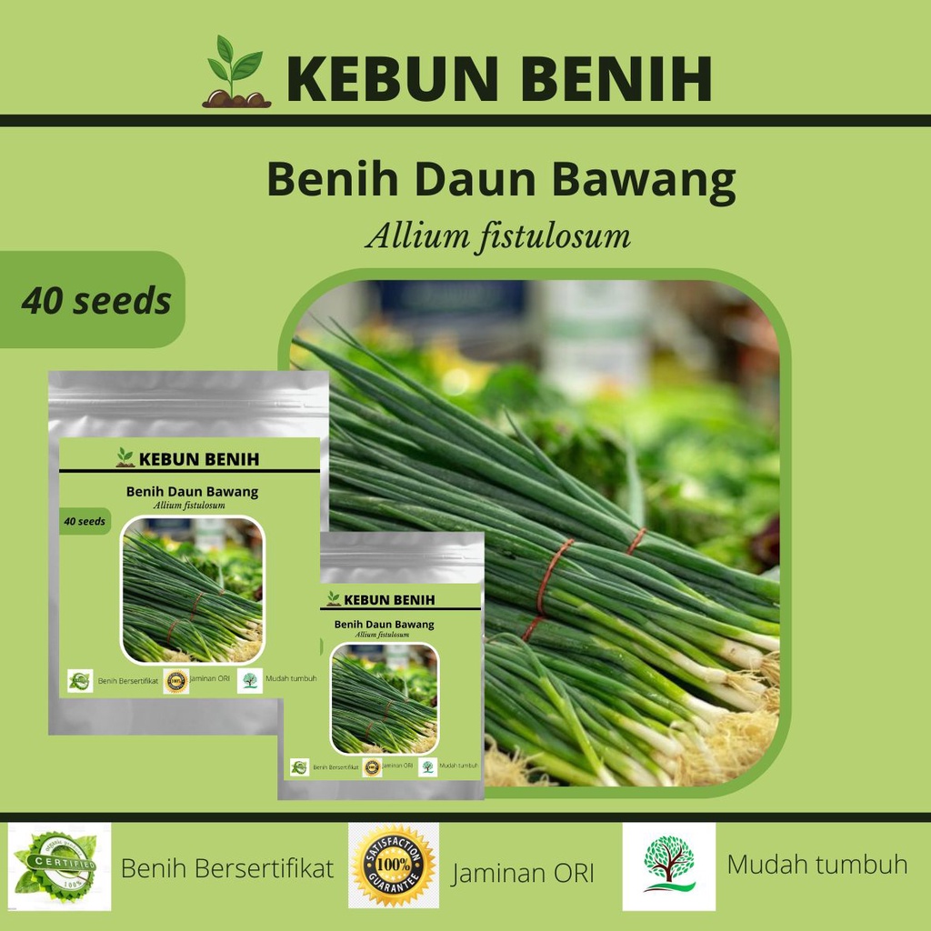 Jual Benih Tanaman Daun Bawang Bibit Benih Tanaman Daun Bawang