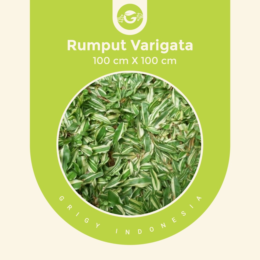 Jual Rumput Gajah Mini Varigata Meter Shopee Indonesia