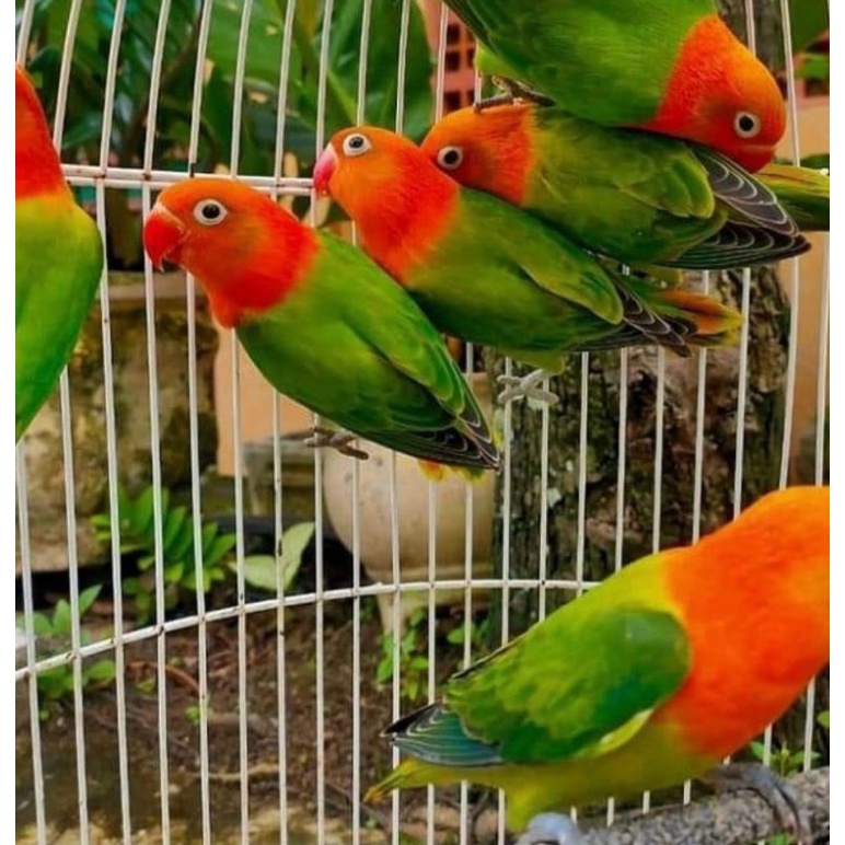 Jual Burung Love Bird Lovebird Biola Gren Promosi Murah Shopee Indonesia