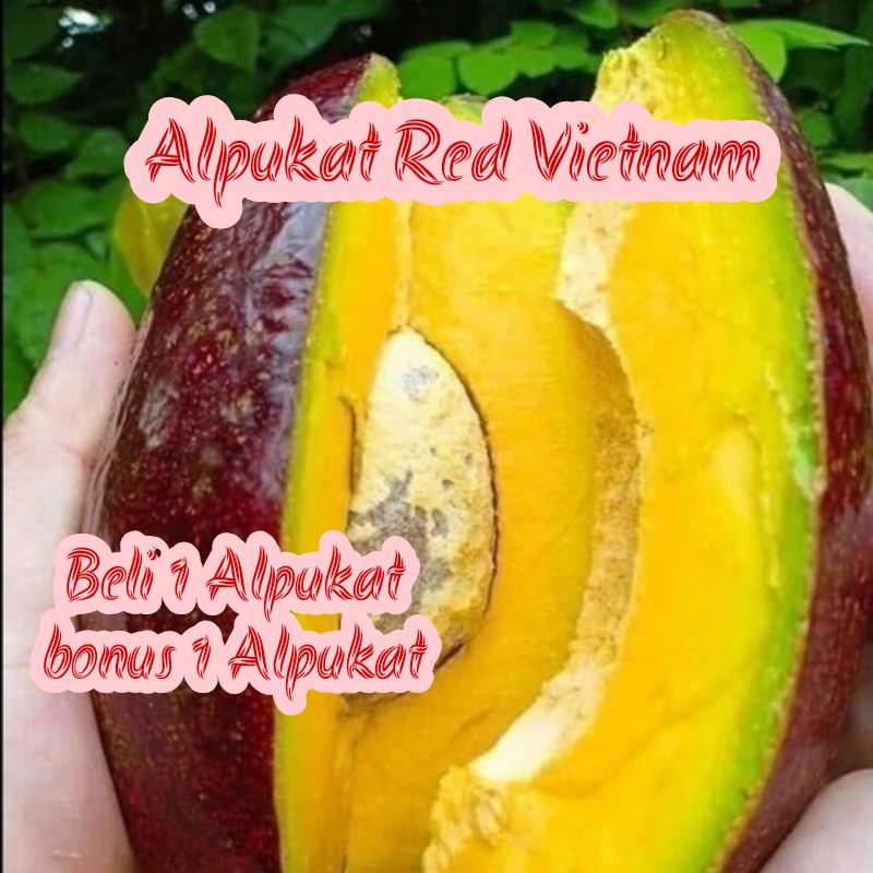 Jual BIBIT ALPUKAT RED VIETNAM OKULASI CEPAT BERBUAH Shopee Indonesia