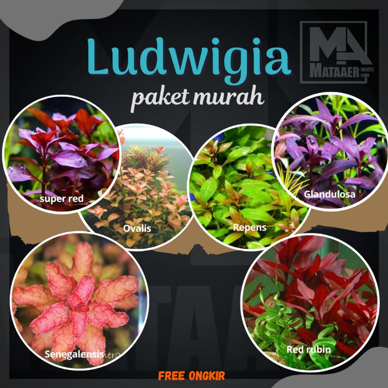 Jual Paket Ludwigia Tanaman Aquascape Shopee Indonesia