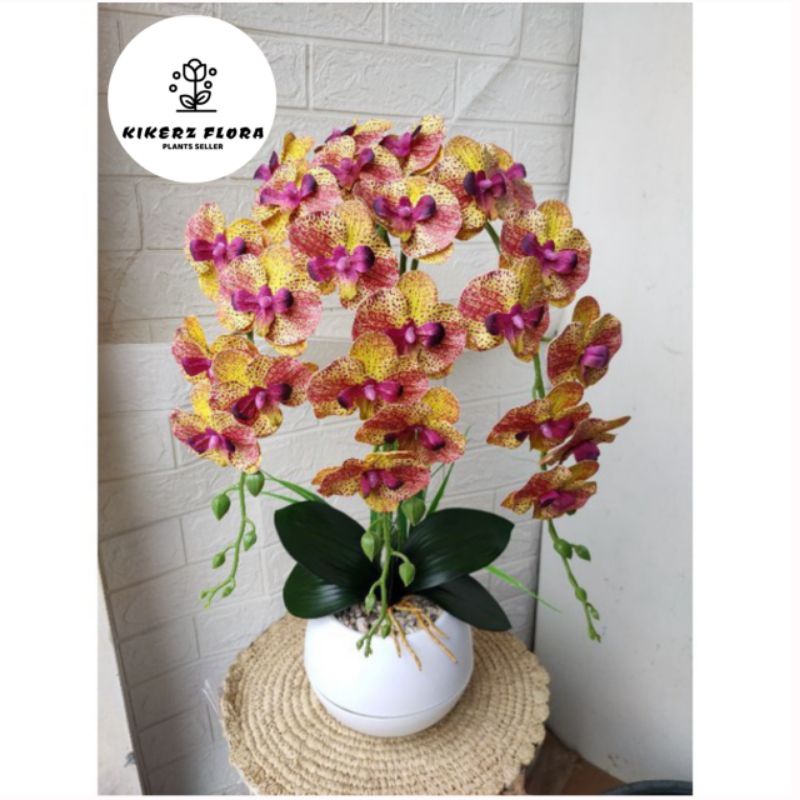 Jual PROMO TANAMAN HIAS ANGGREK DENDROBIUM Sudah Spike Knop Shopee