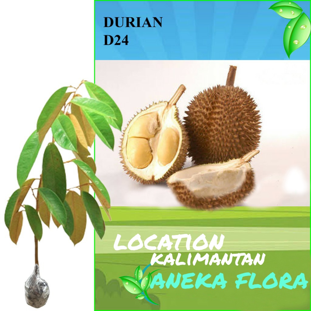 Jual Bibit Durian D24 Okulasi Ukuran Unggul 1Meter Up BELI 5 BONUS 1